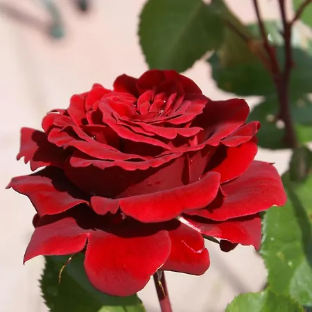 Guest house Landgasthof Trattnig 4*