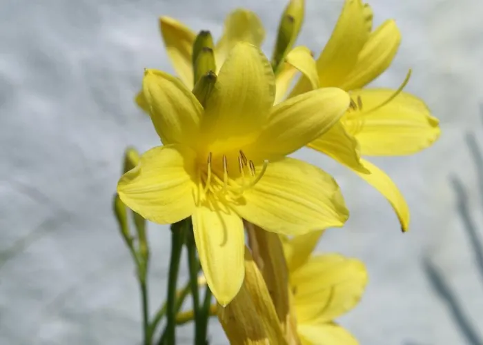 Landgasthof Trattnig Casa de hóspedes Schiefling am See