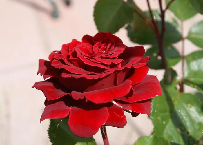 Casa de hóspedes Landgasthof Trattnig 4*