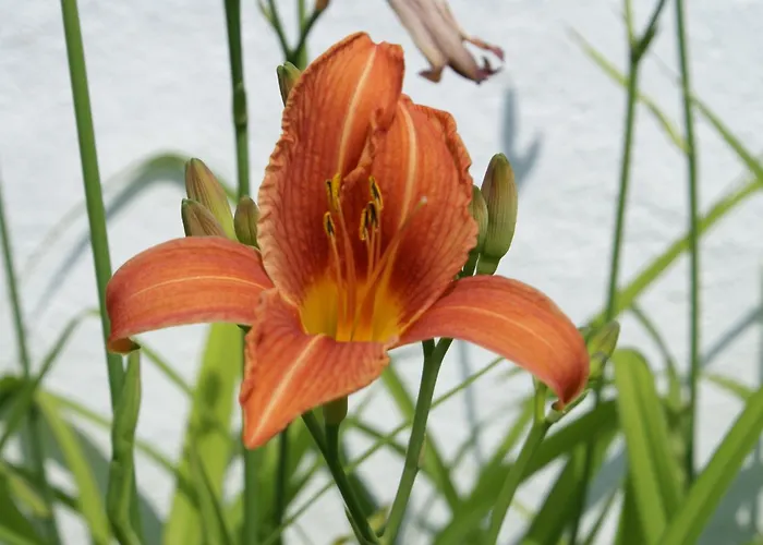 Casa de hóspedes Landgasthof Trattnig Schiefling am See